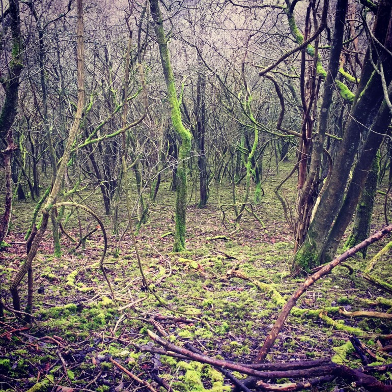 moss-woodlands-south-downs-way-england