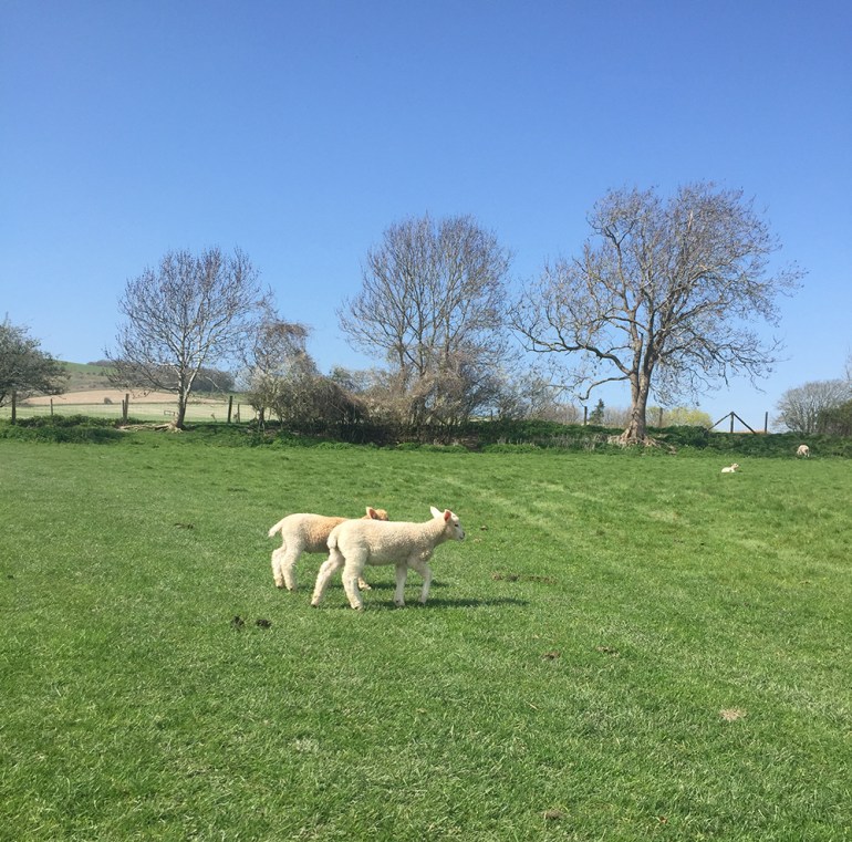 lambs-lewes-england-walk