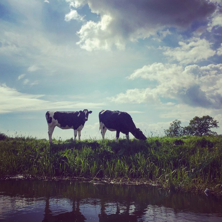 cows-river-ouse-england
