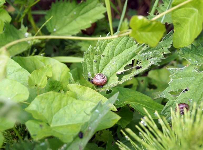 snail-on-ouse-vally-footpath-east-sussex