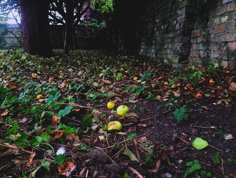 apples scattered on the ground