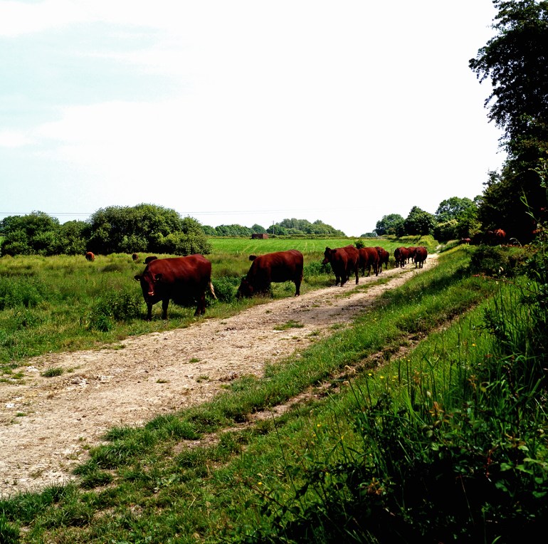 Hamsey-walk-cattle