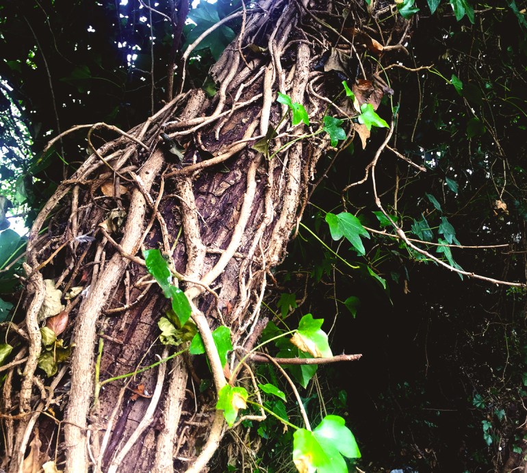 ivy persists looking for the sunlight