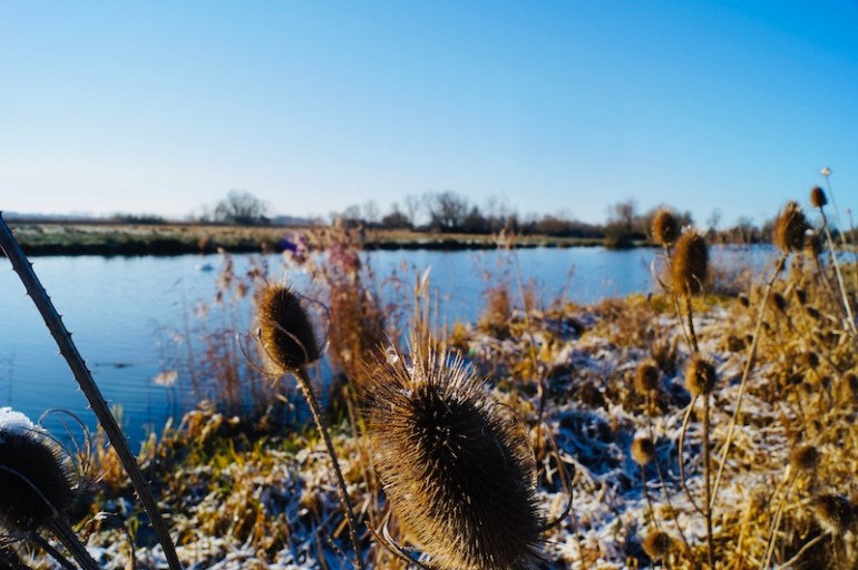 Teasel-plants-river-ouse-ely