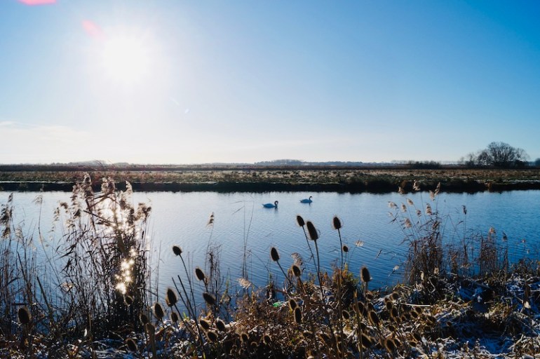 Two-swans-river-ouse-winter